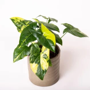 Syngonium Aurea Variegata  Merry green