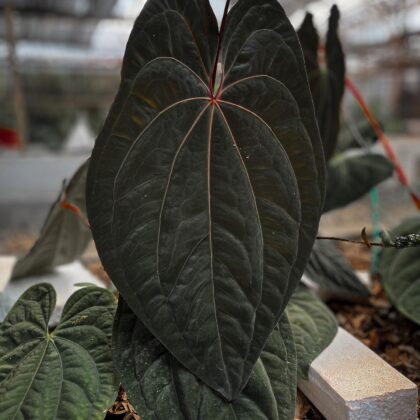 Anthurium RVDP / Red Vein Dark Phoenix