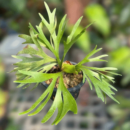 Platycerium Mt. Kitshakood